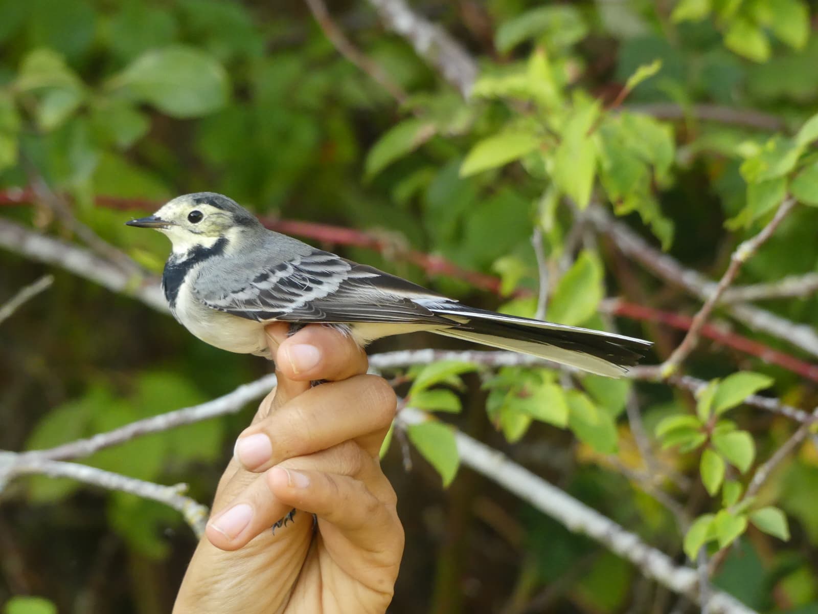 White_Wagtail.jpeg