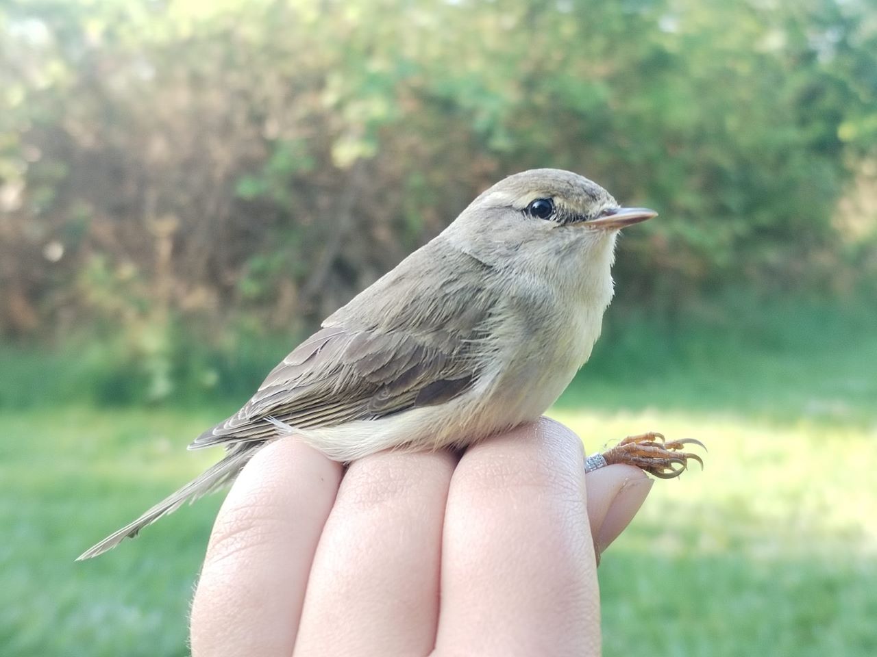 Willow_Warbler.jpg