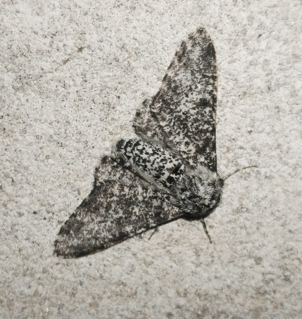 betularia.jpeg