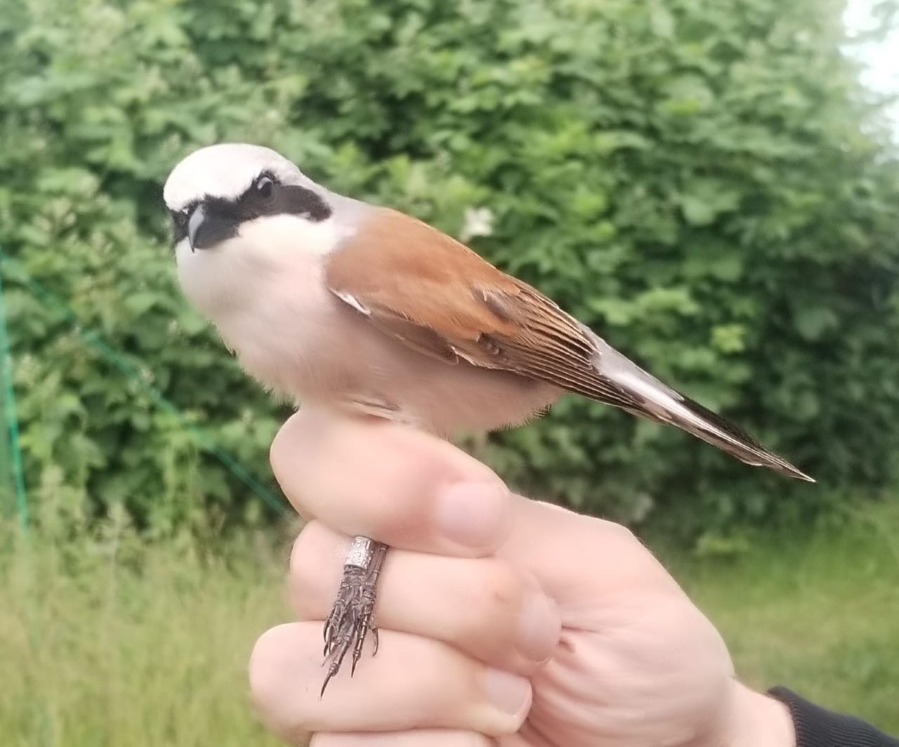 biting_shrike.jpg