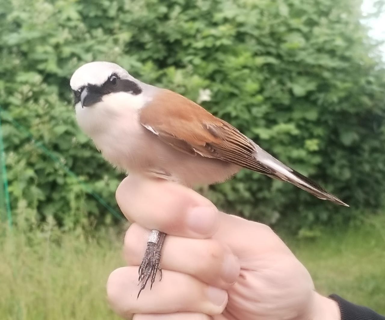 biting shrike