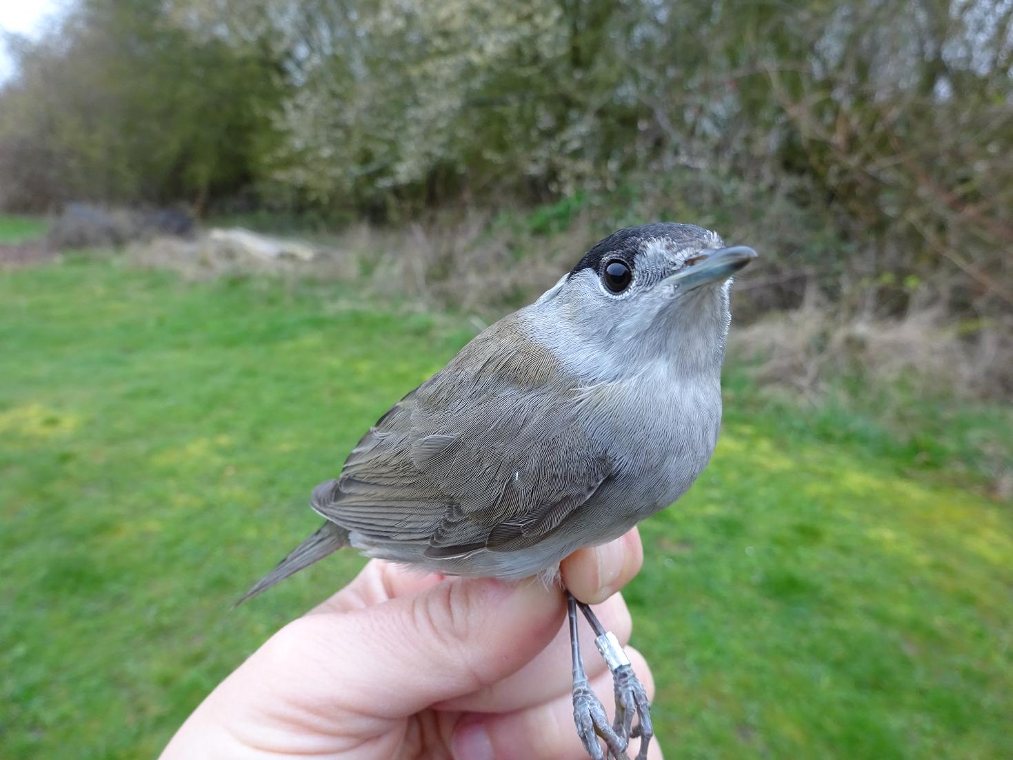 blackcap