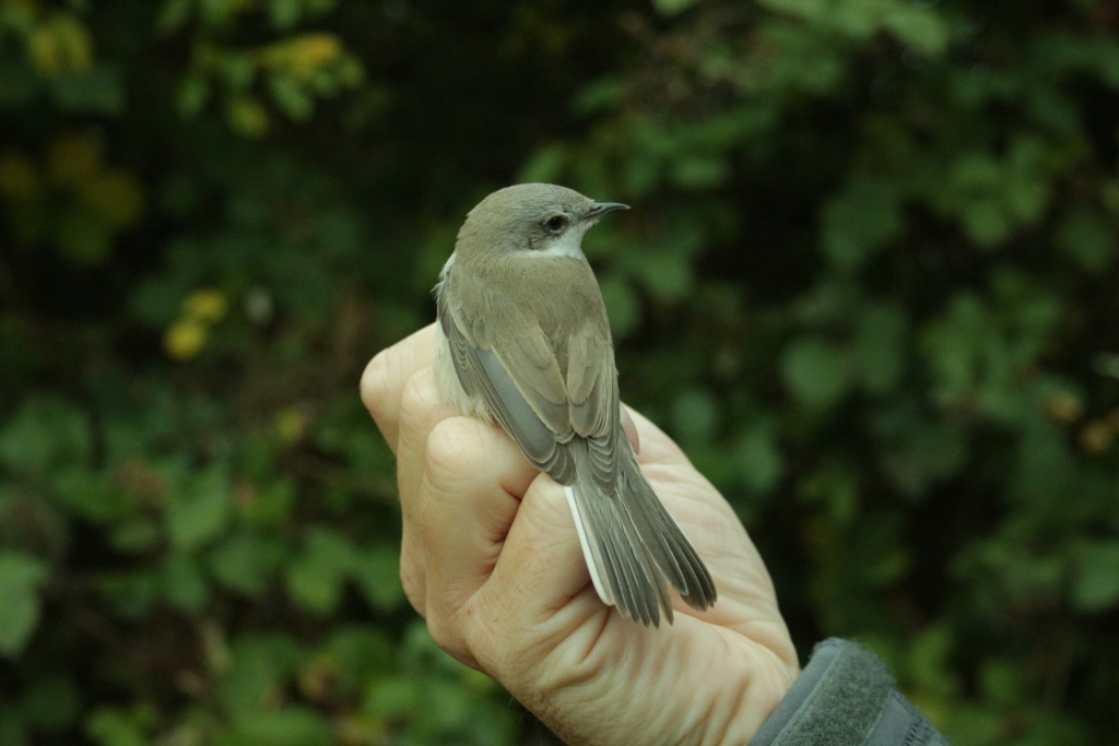 2016 10 27 Lesser whitethroat IMG 55361