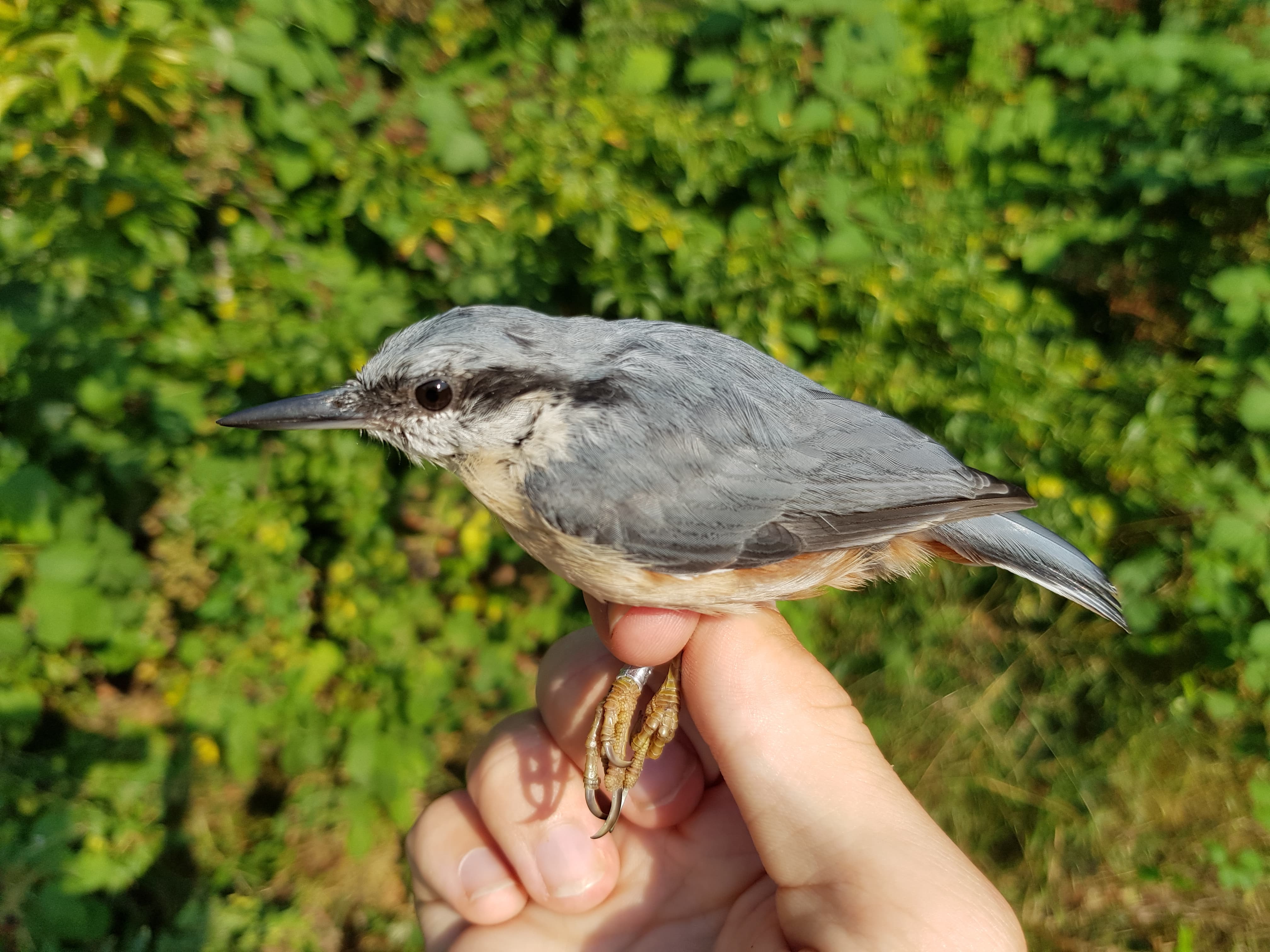 Nuthatch