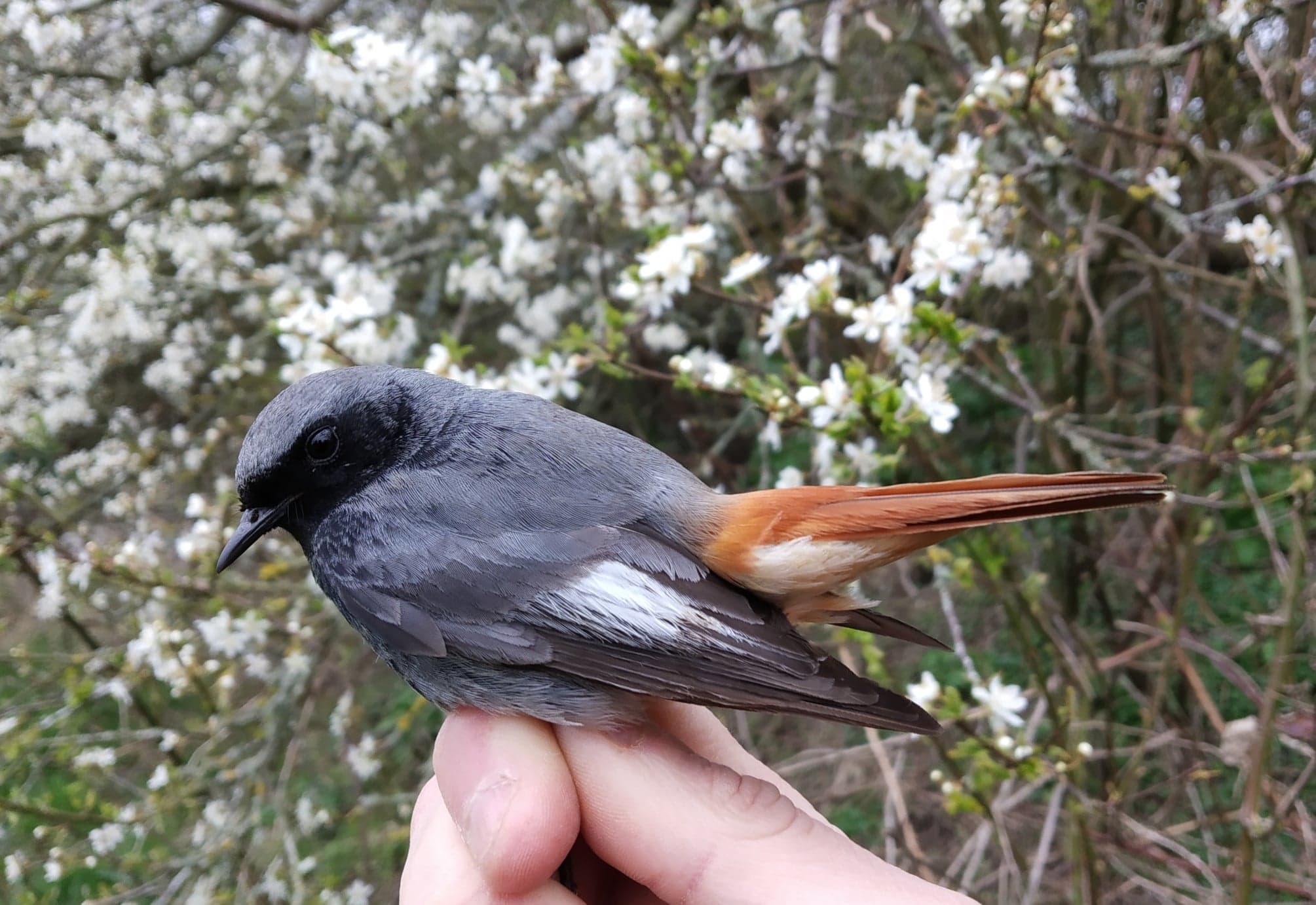 Blackredstart