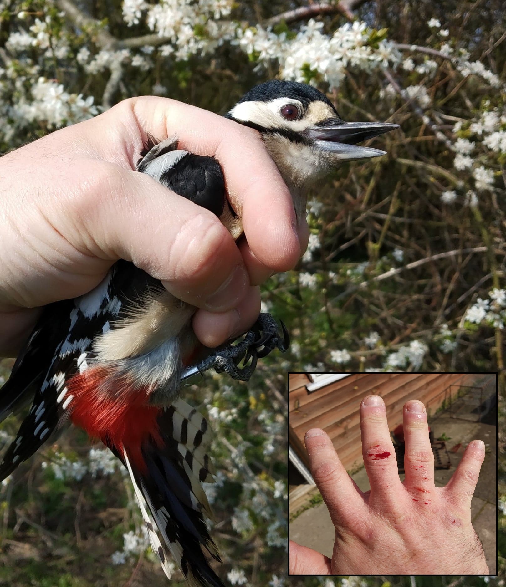 Great Spotted Woodpecker