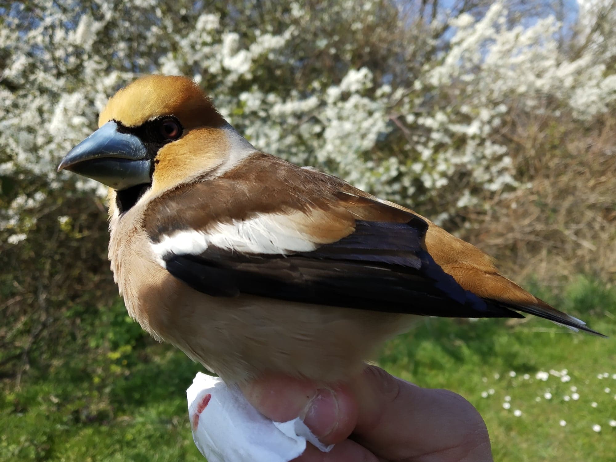 Hawfinch