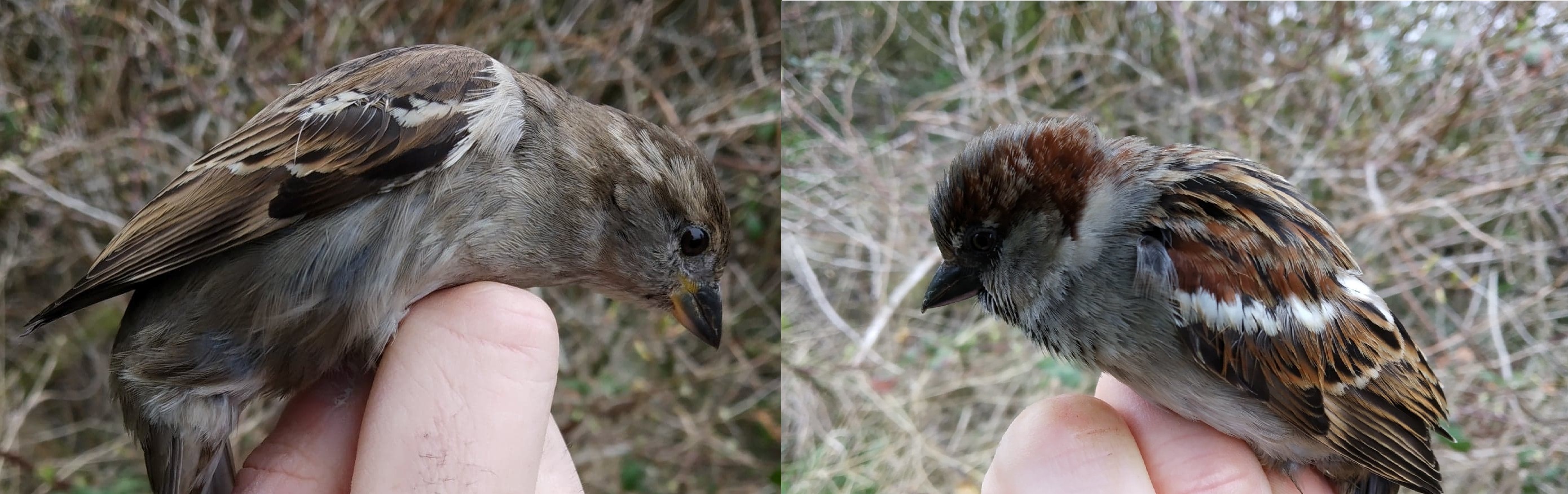 House sparrows