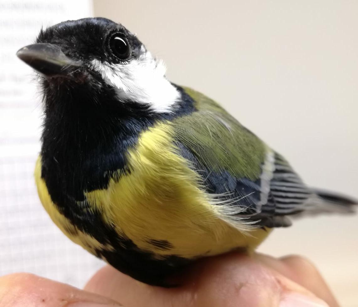 2k+ male great tit