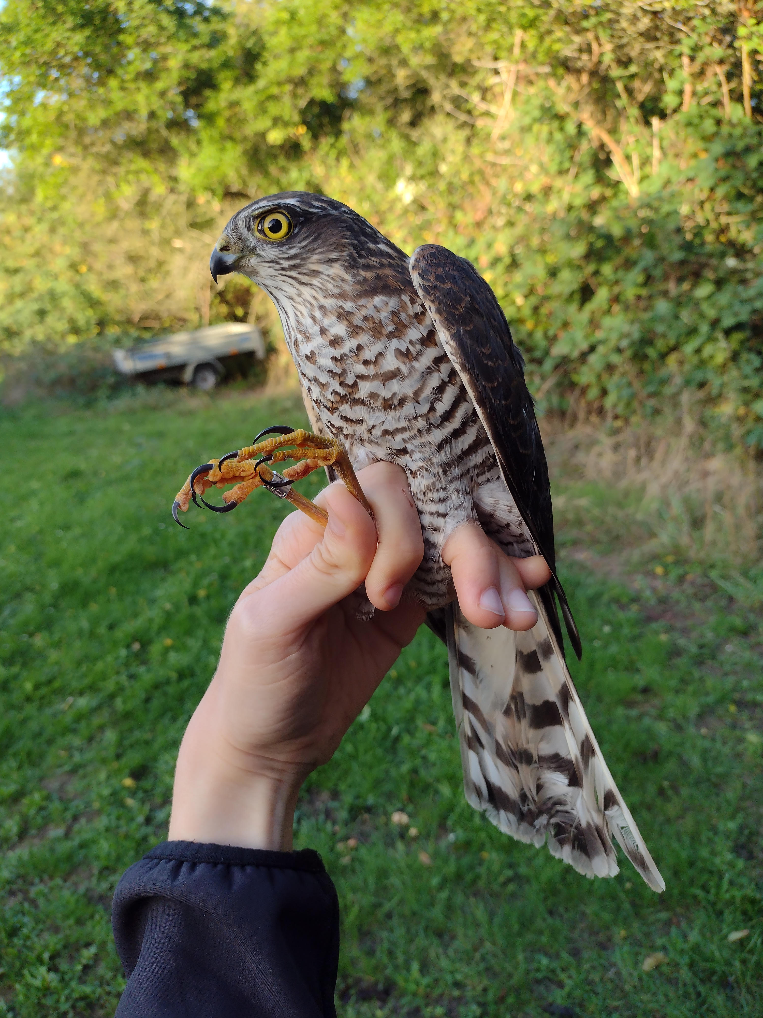 Sparrowhawk 21 09 2026
