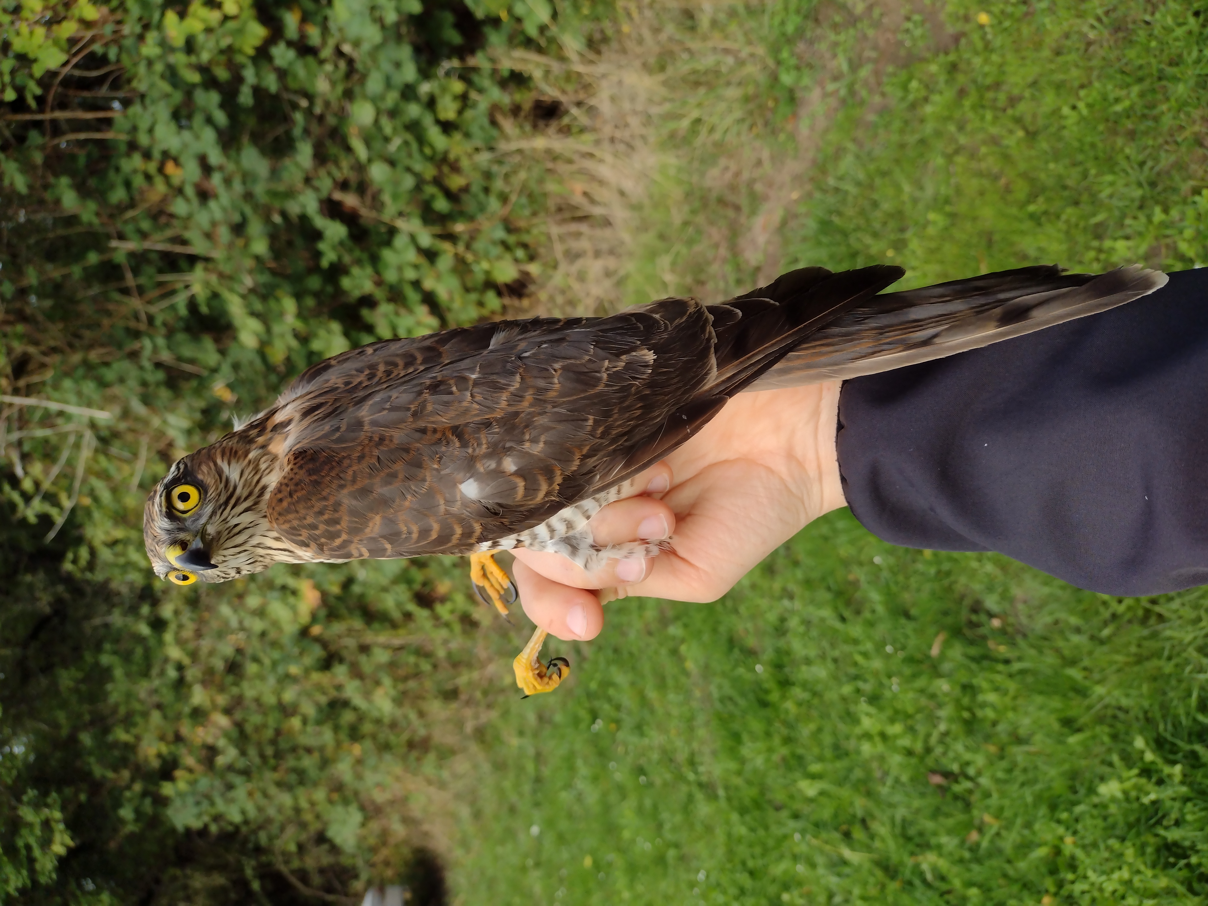 Sparrowhawk 24 09 2026
