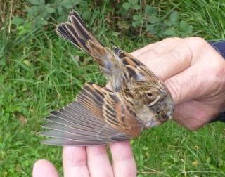 Reed Bunting