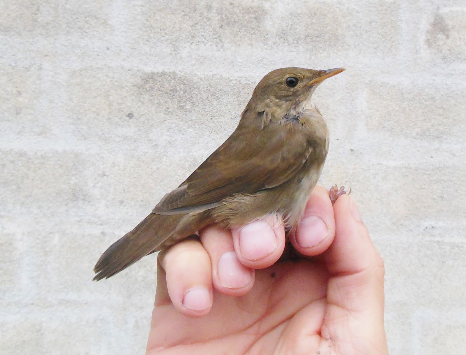 River warbler 12 august 2016 gedser