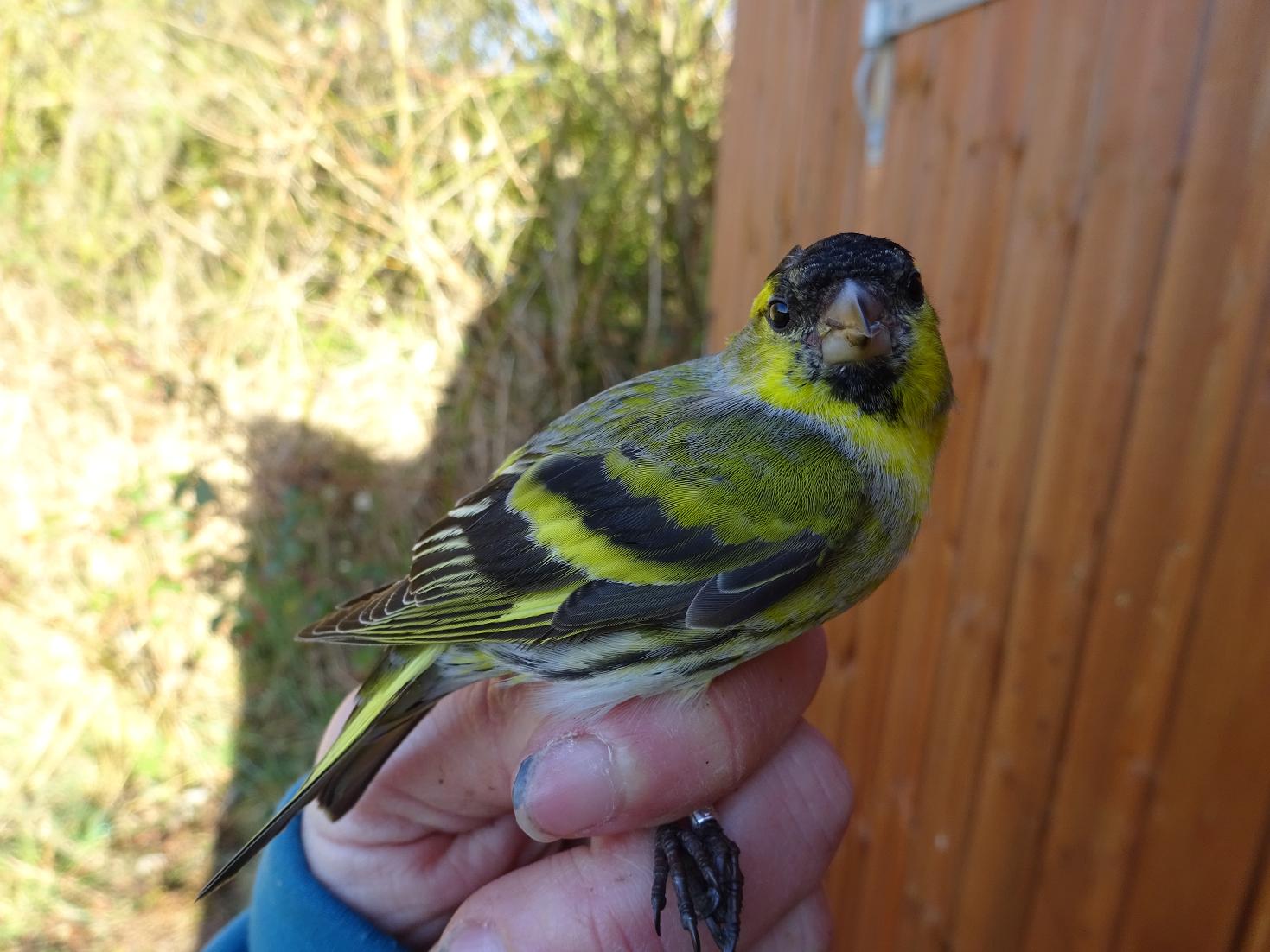 siskin