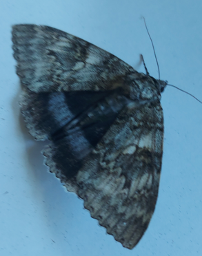 blue underwing