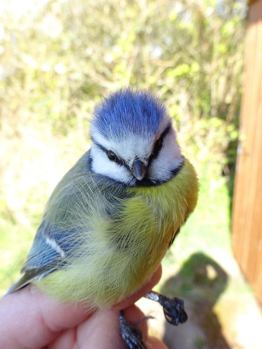bluetit2