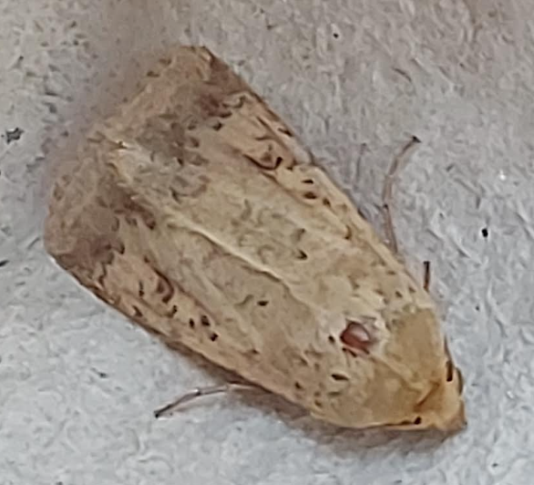 bollworm