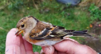 brambling1