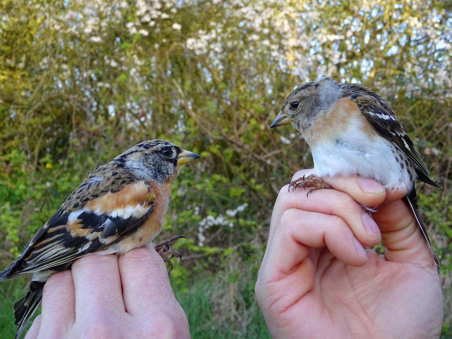 bramblings