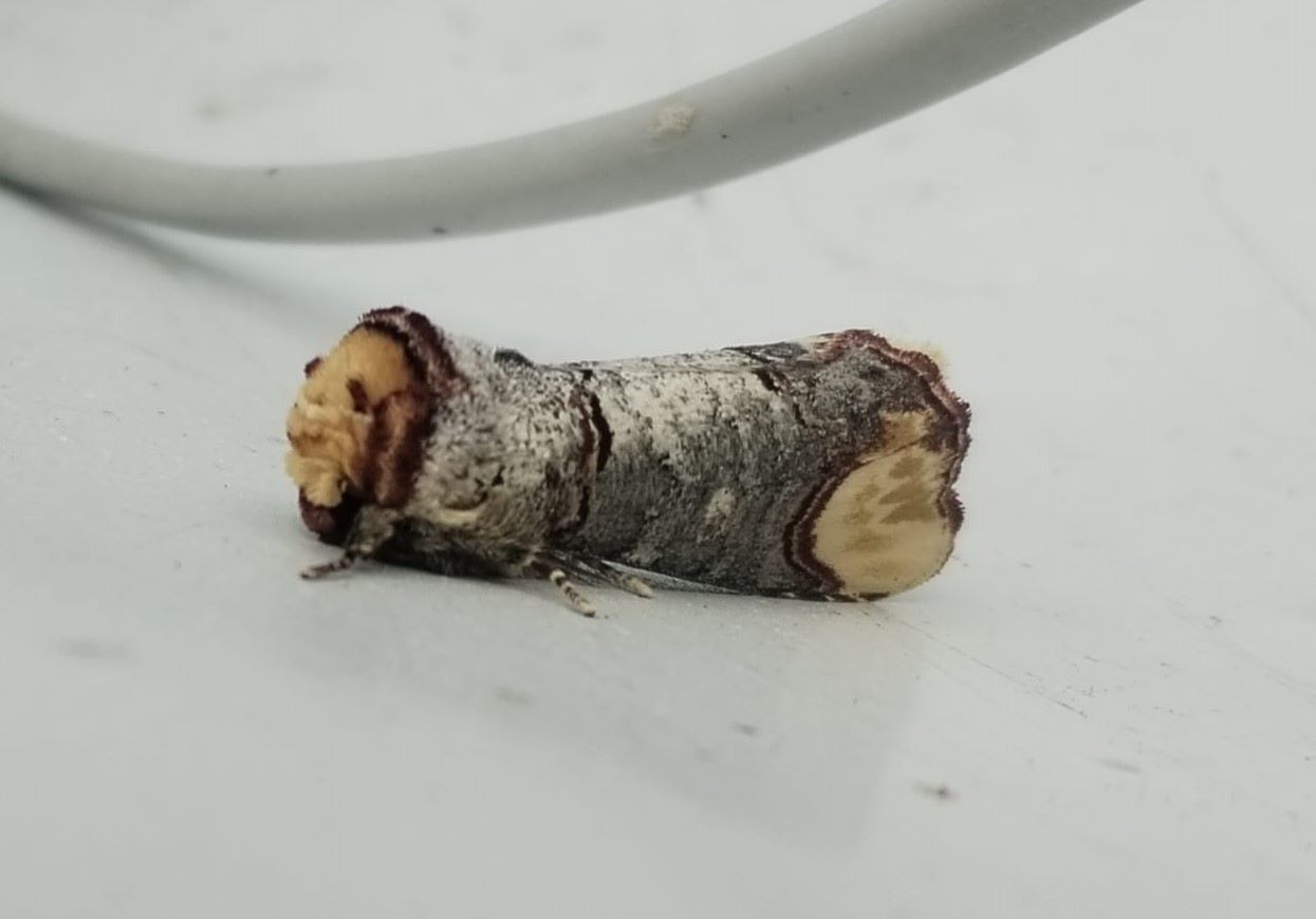 bucephala_good_size.jpg