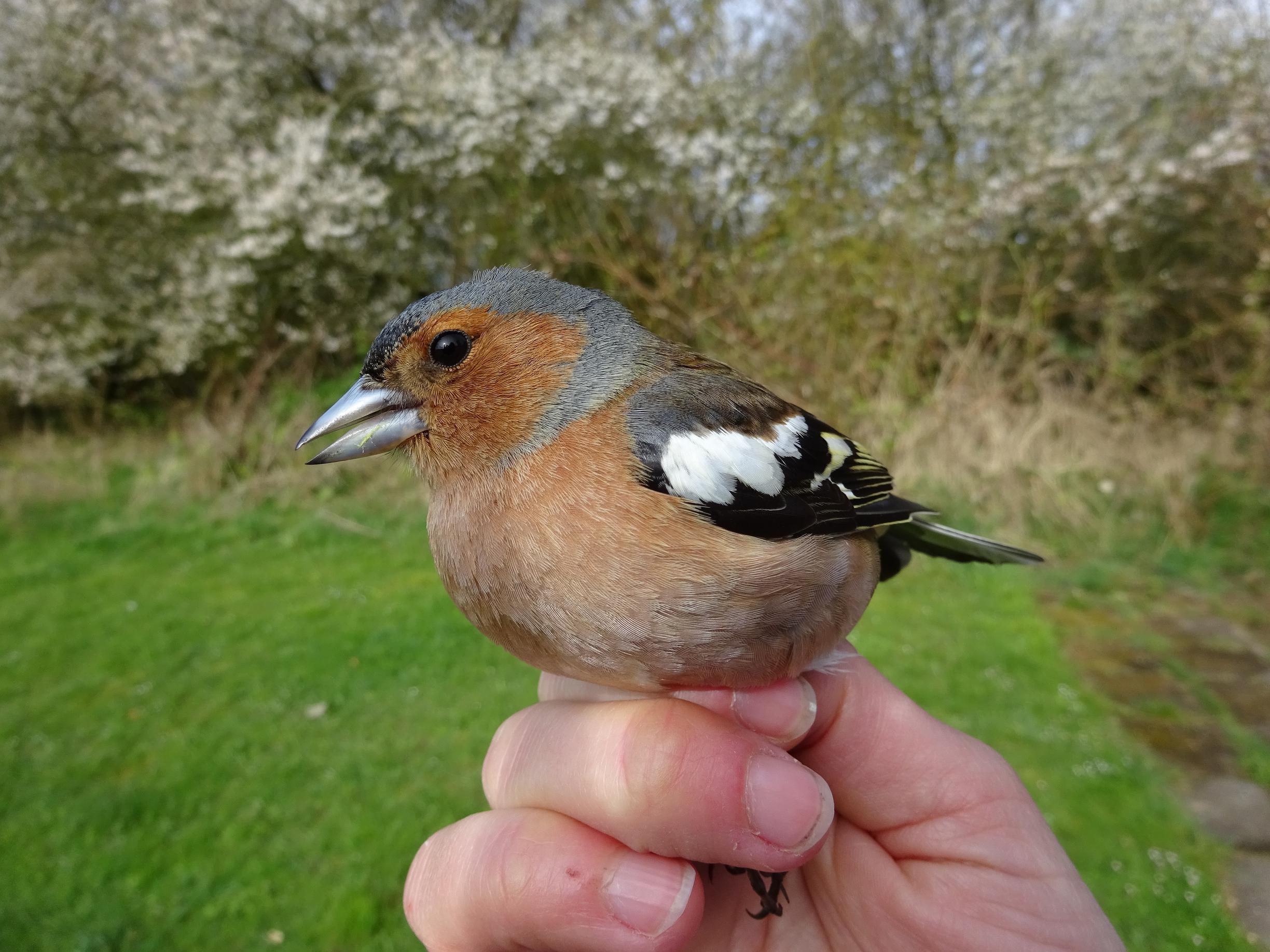 chaffinch