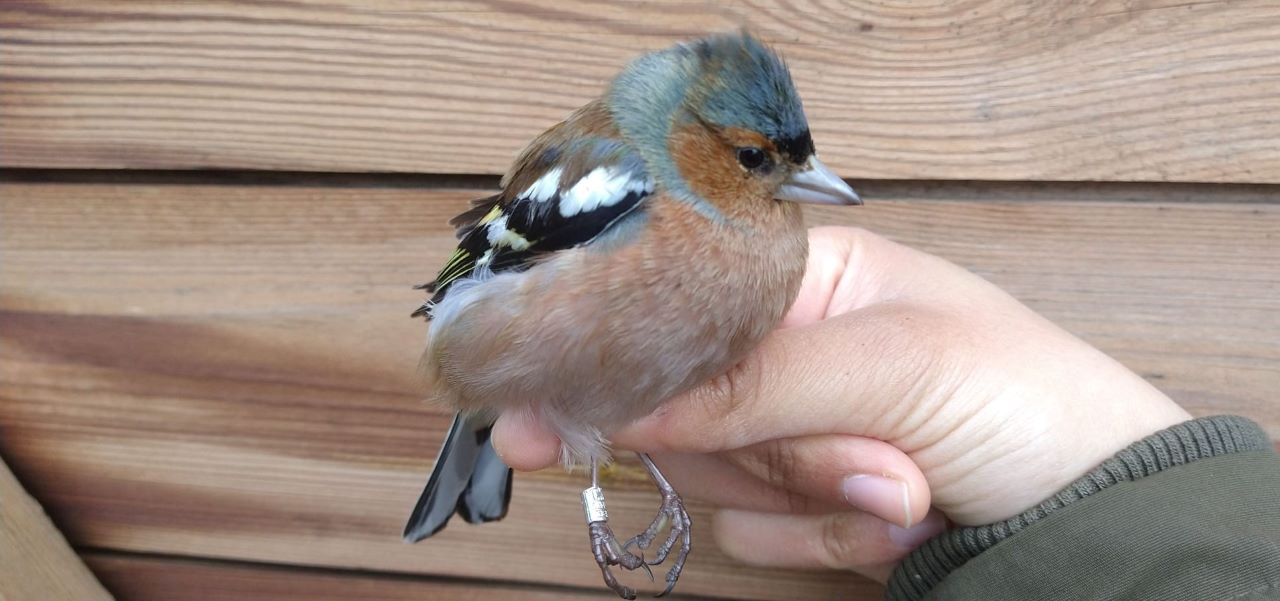 chaffinch_res.jpeg