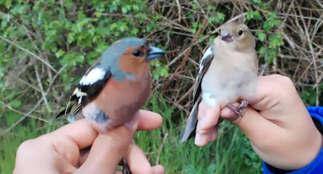 chaffinches