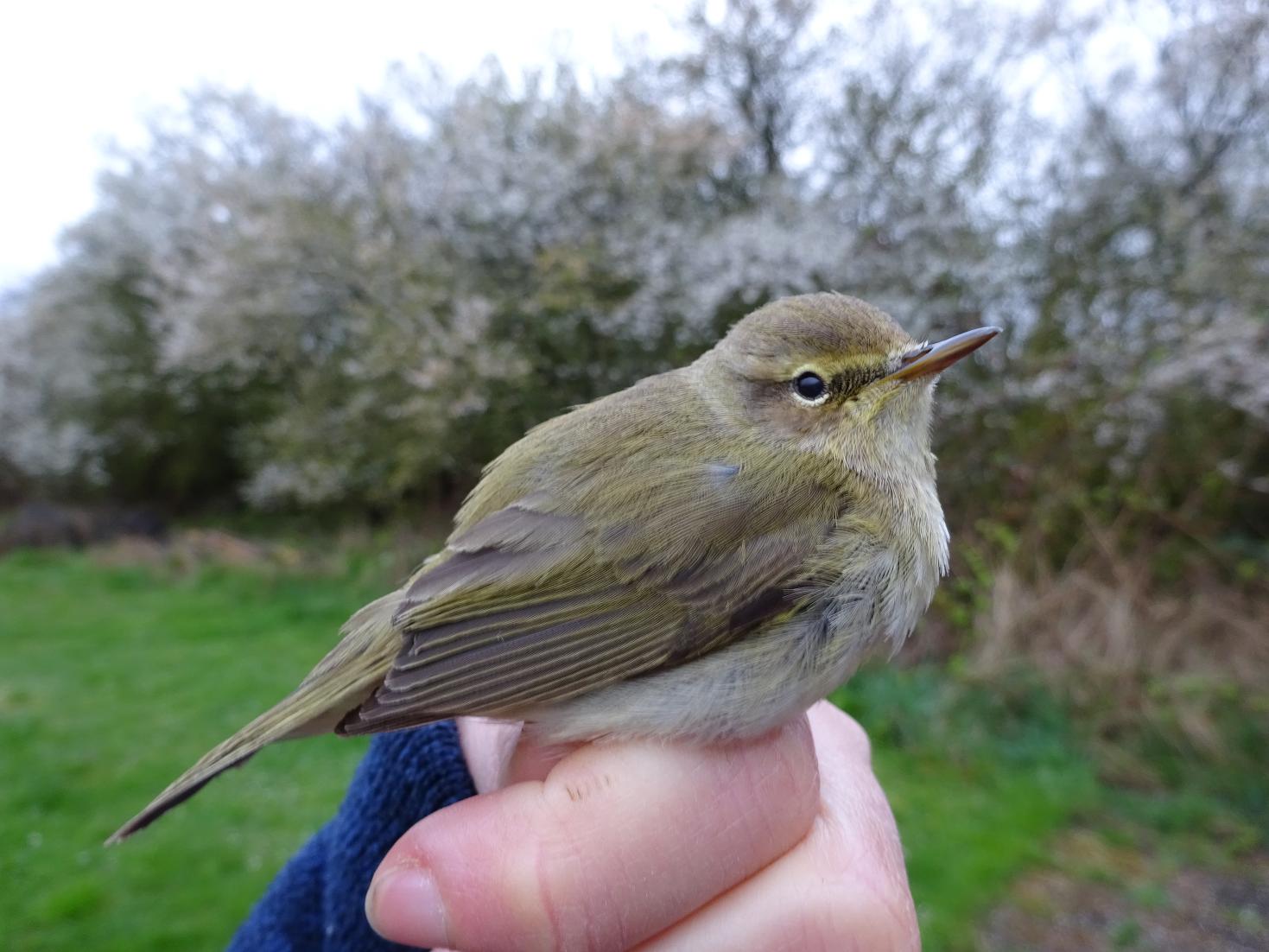 chiffchaff