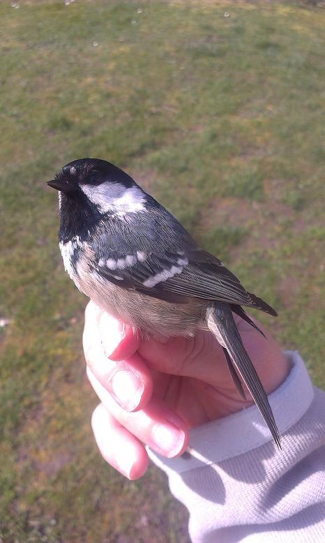 coaltit