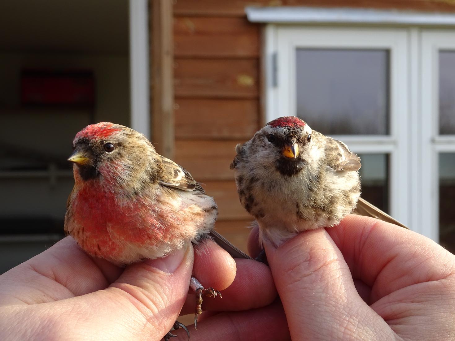 coupleredpoll