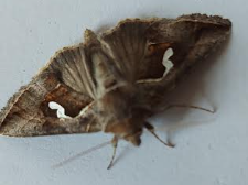 dewicks plusia