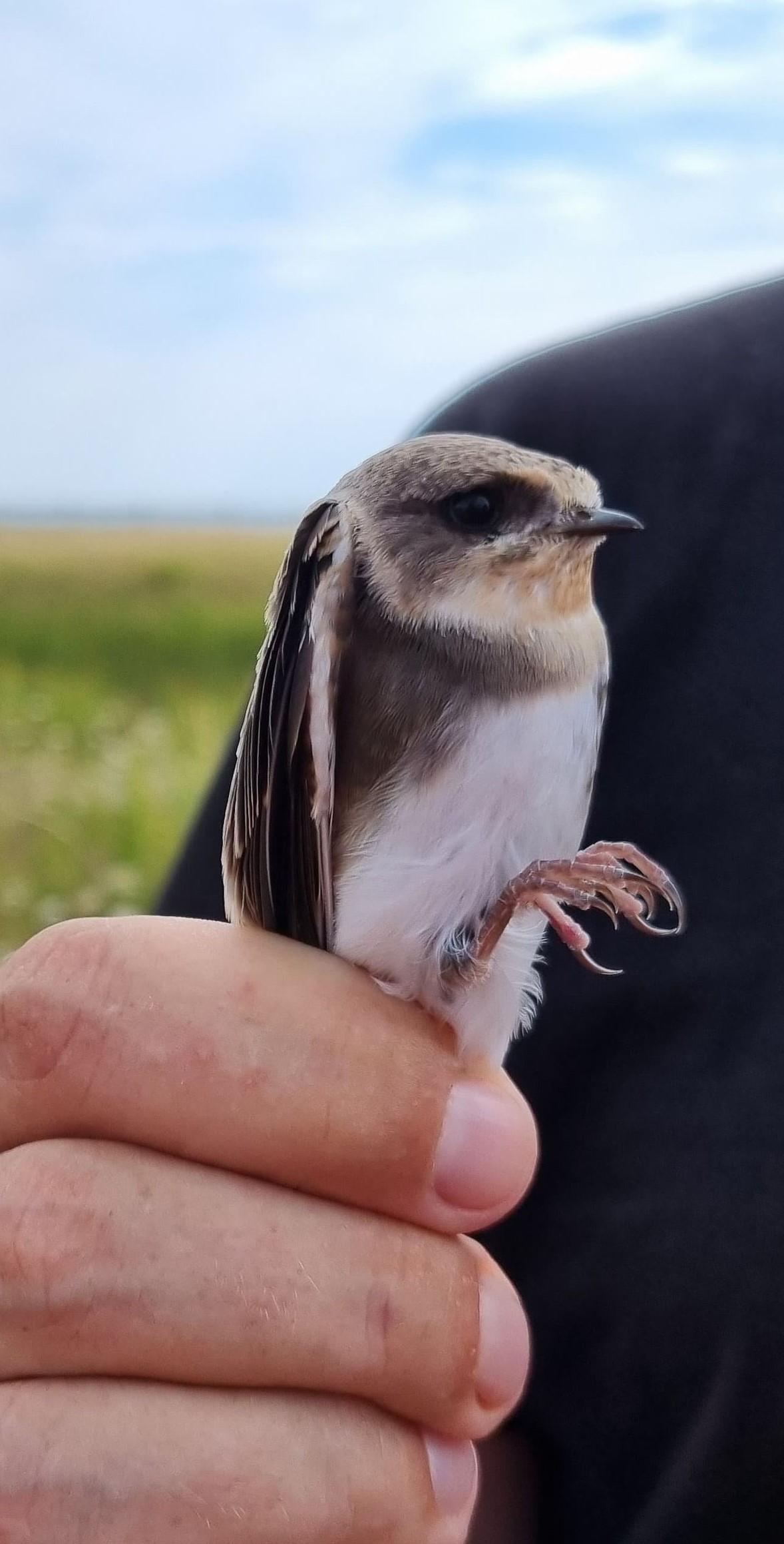 dyke swallow