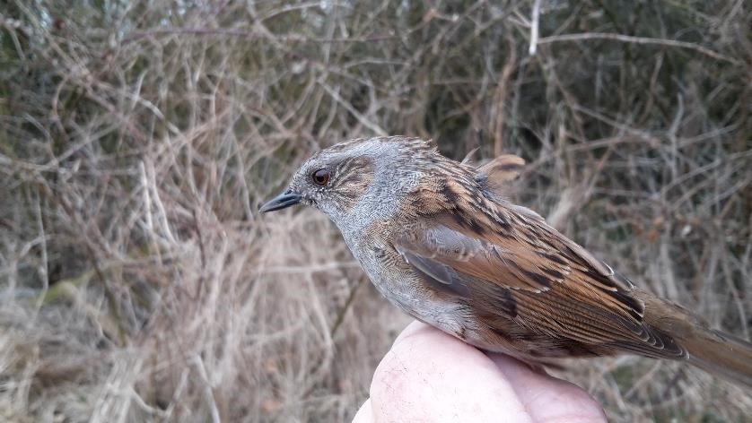 dunnock