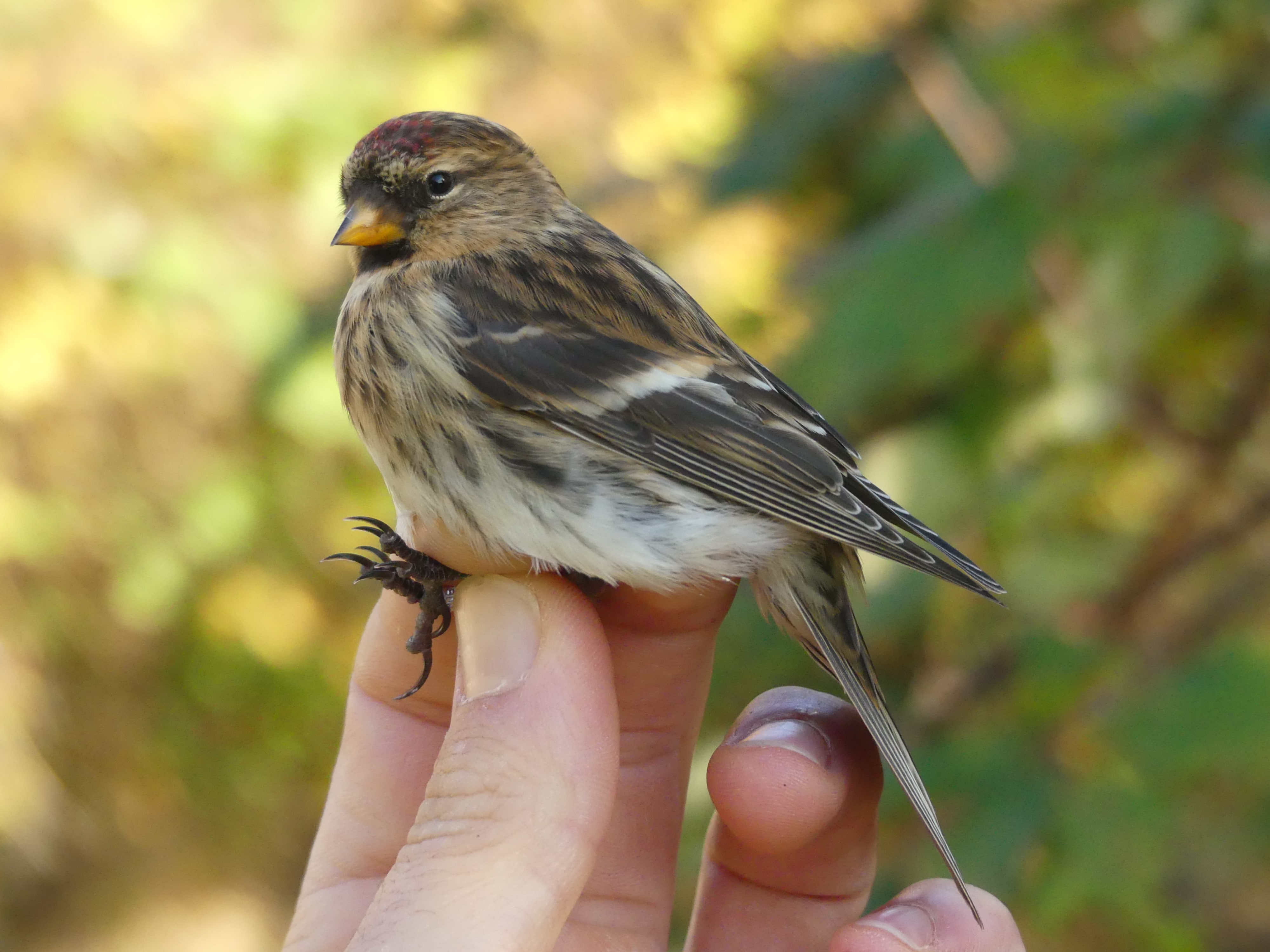 ea15be4c f734 477d a116 ef64adb90a4e