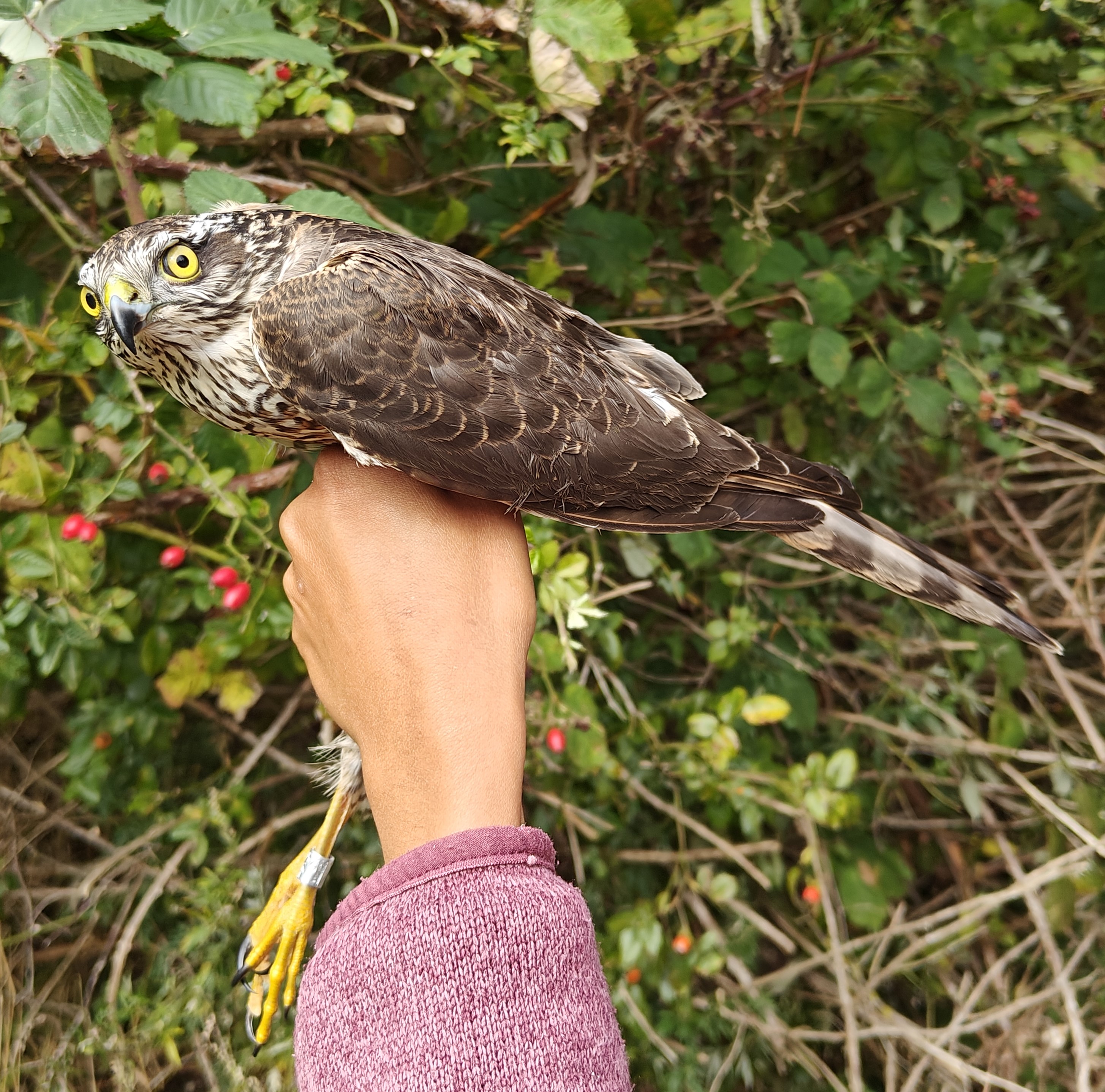 female_sparrowhawk_2025_spetember.jpg