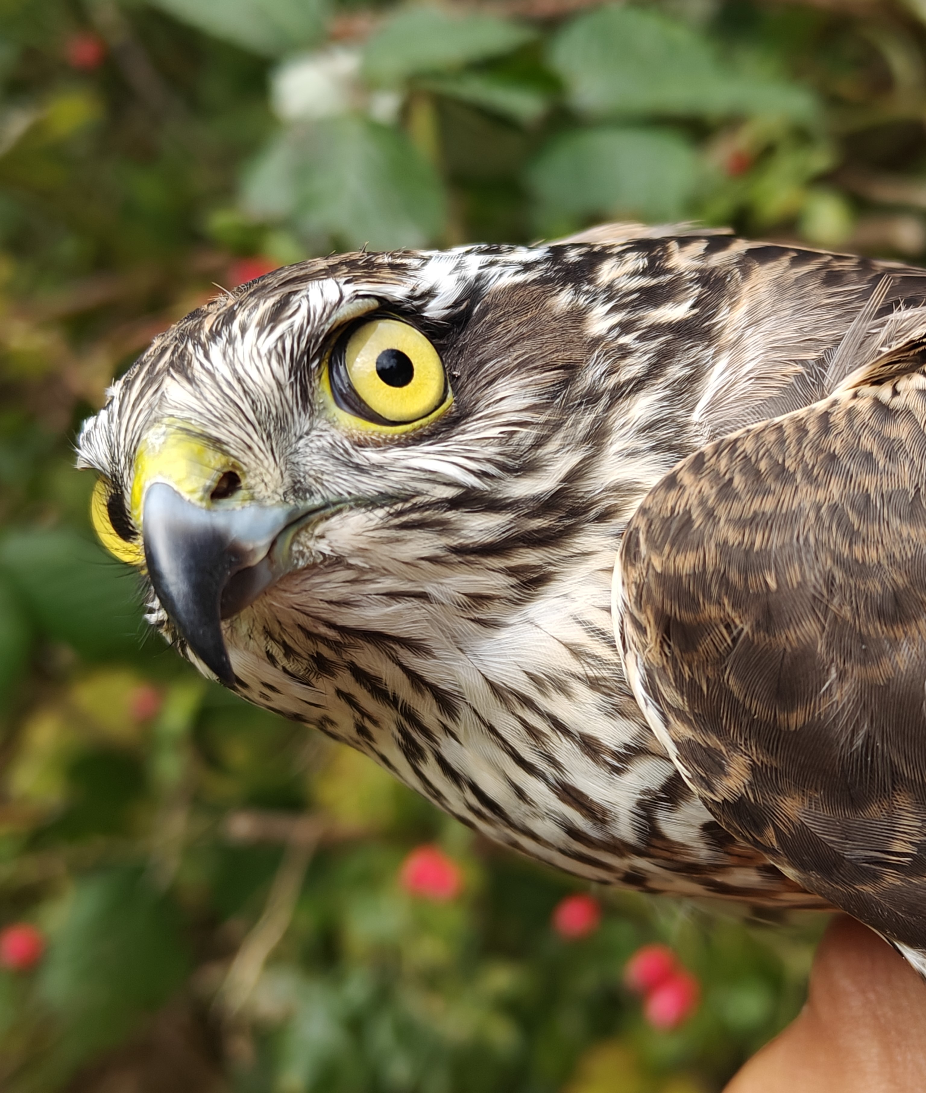 female_sparrowhawk_closeup_2025_spetember.jpg