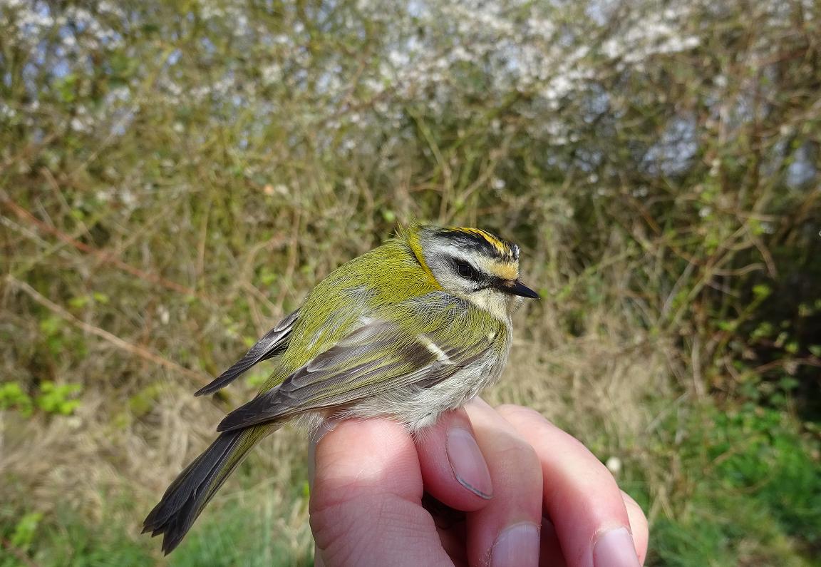 firecrest
