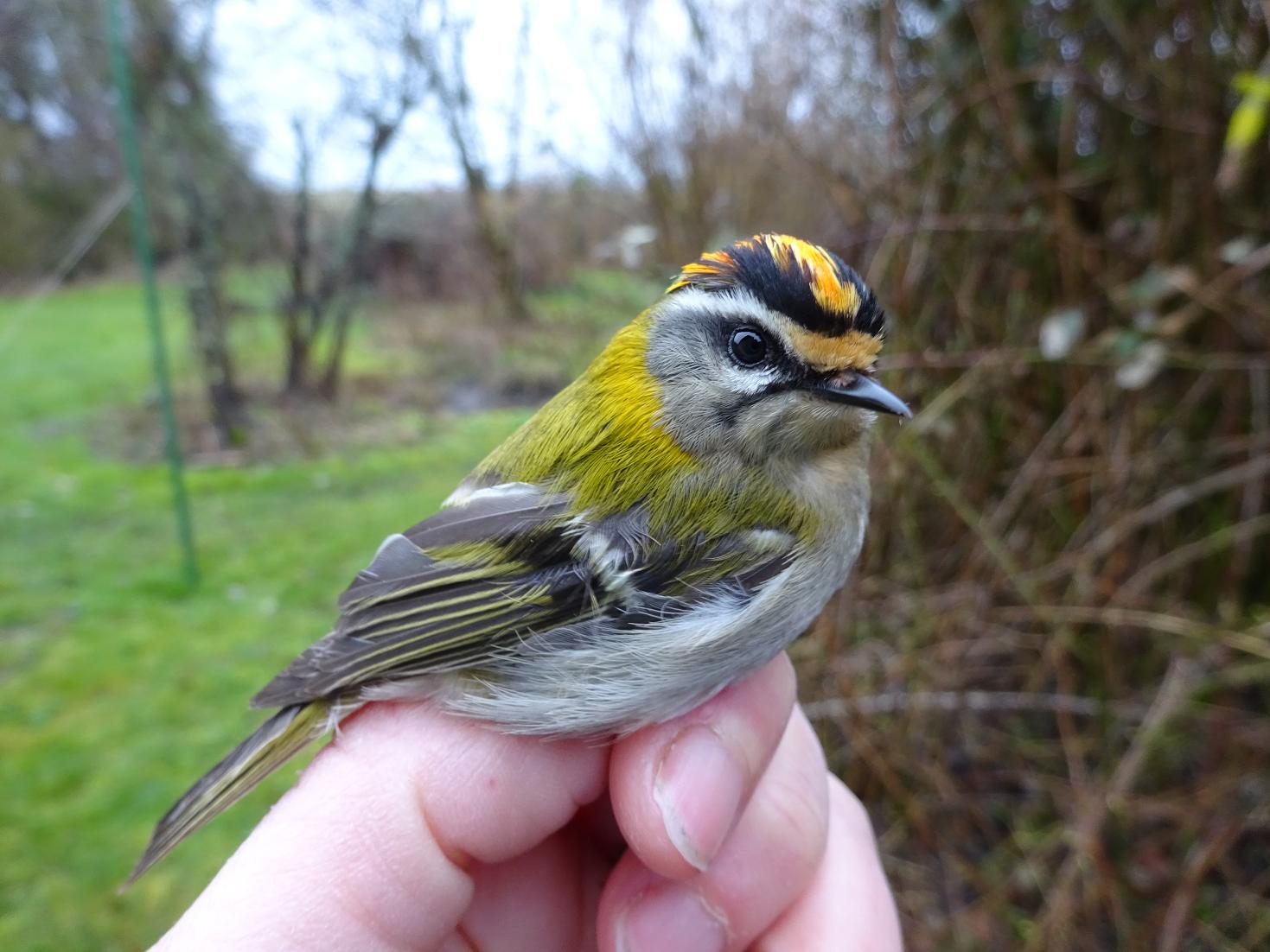 firecrest2003