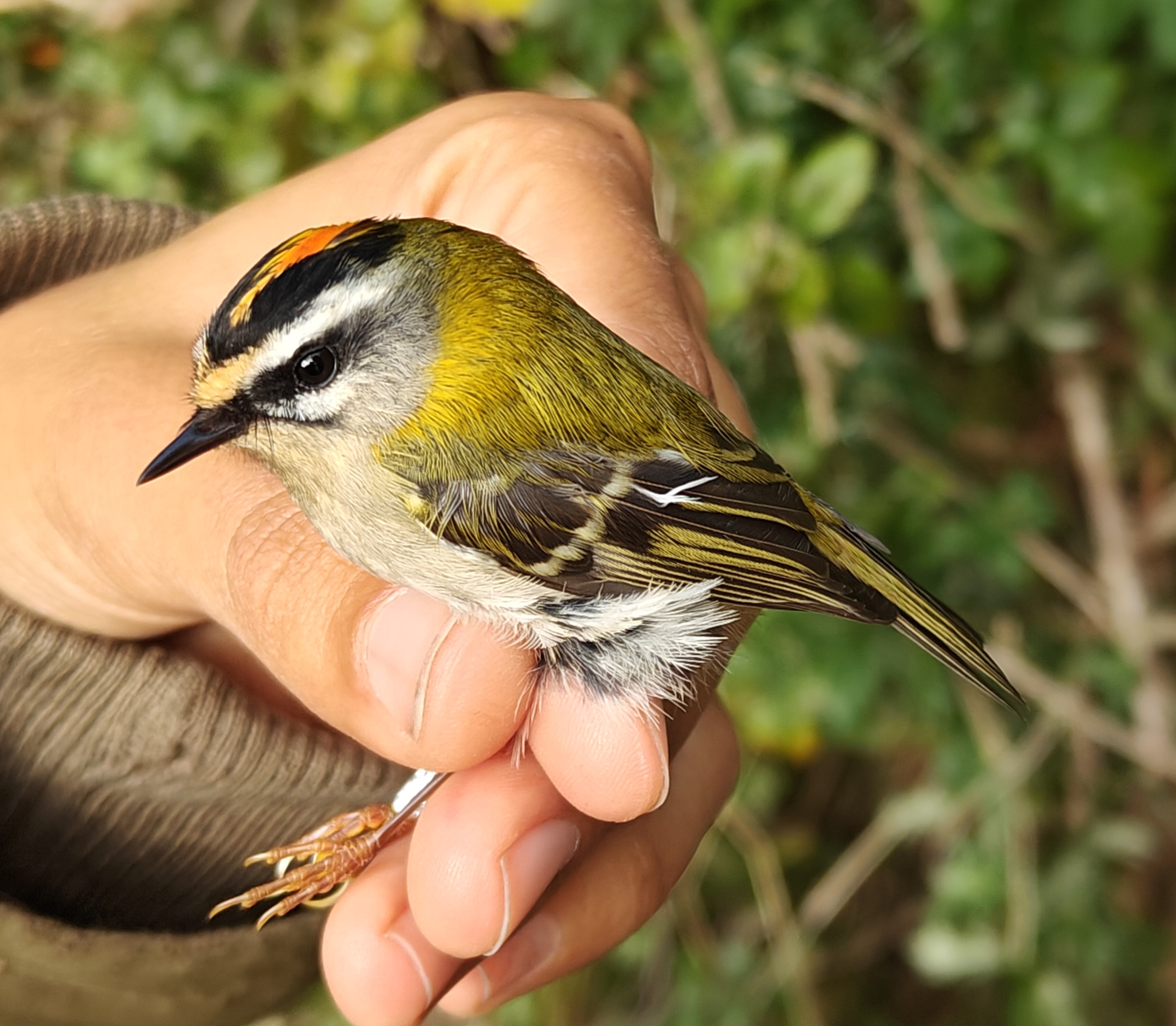firecrest_male_september_2025.jpg