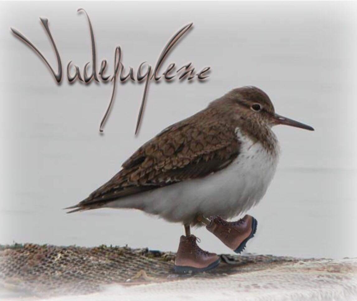 Naturforeningen Vadefuglenes logo