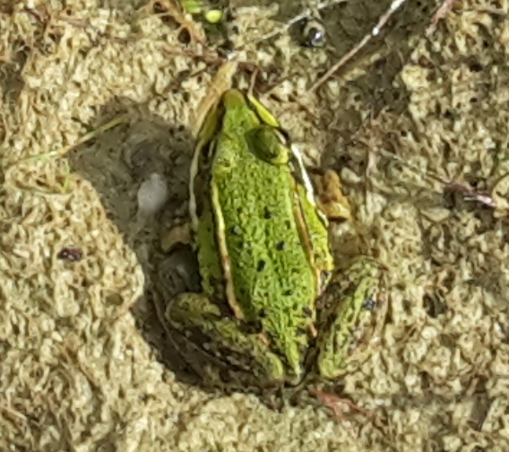 frog