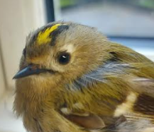 goldcrest rl