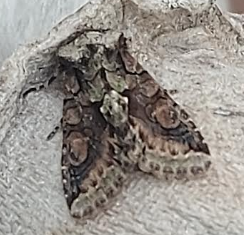 green brindled
