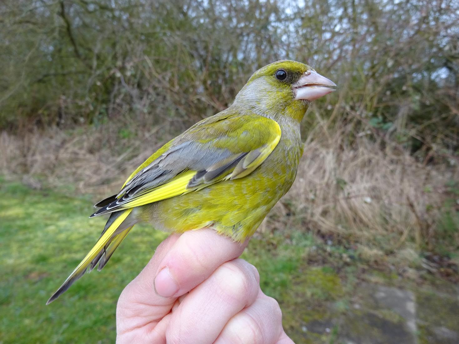 greenfinch