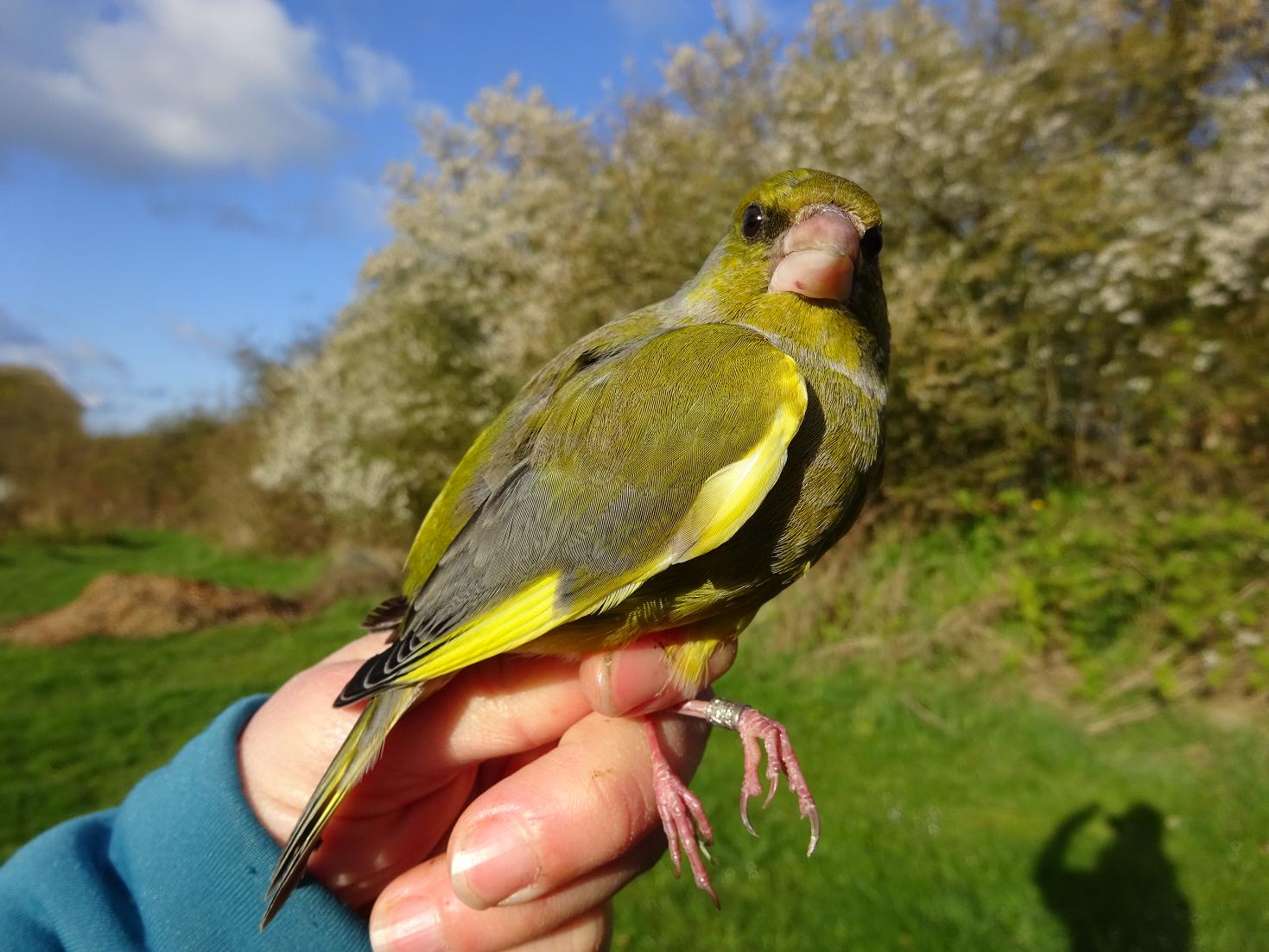 greenfinchmale