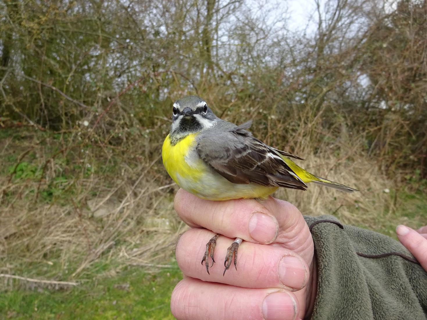 greywagtail