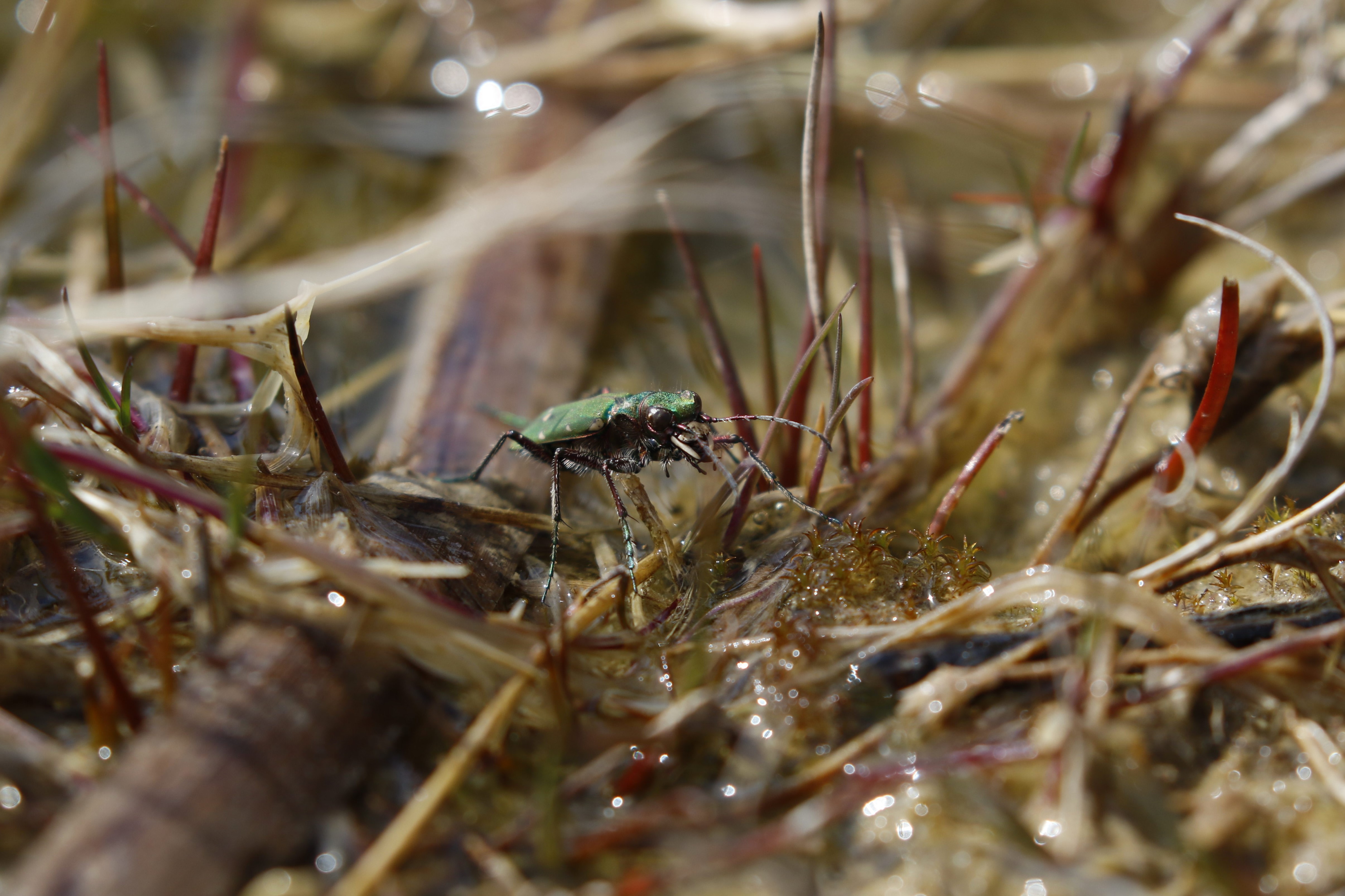 groen sandspringer