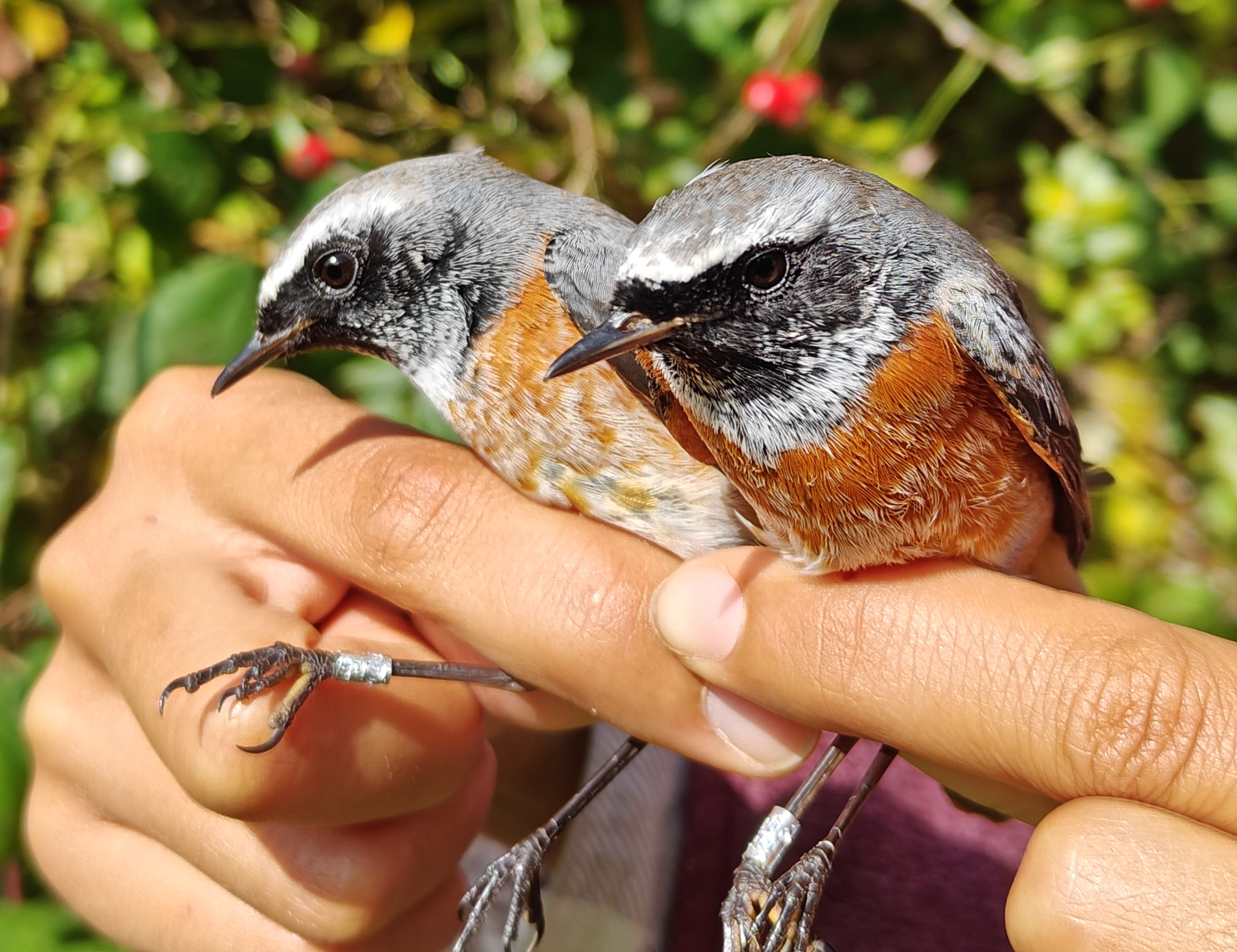 handsome_redstarts.jpg
