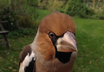 hawfinch