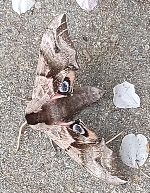 hawk moth